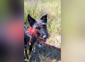 Süsse Phoebe sucht ihr Für-Immer-Zuhause!