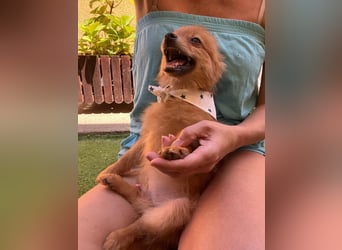 Charlie SR - Kuschelspitz mit großem Nachholbedarf