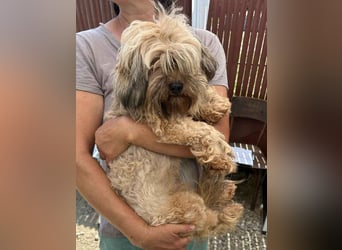 ⭐️ZEA⭐️, Hündin, 1 Jahr, 30 cm, Mischling, Tierschutz
