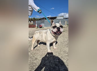 Sultan sucht sein Glück
