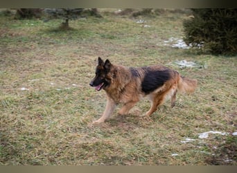 NERJA - die aufgeschlossene und freundliche Schäferhund-Mix-Dame sucht ihr eigenes liebes Zuhause