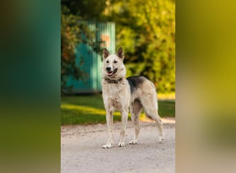 Sanfte Tika sucht liebevolles Zuhause