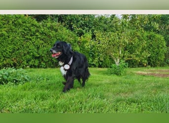 Amy - Ein bezauberndes Hundeherz