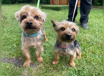 Finn, Yorkshire Terrier , geb. 2021, sie kennt noch nicht viel