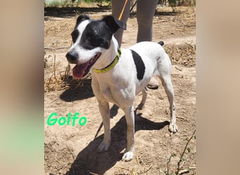 Golfo 05/2019 (ESP) - verspielter, neugieriger und sozialer Ratonero Bodeguero Andaluz!