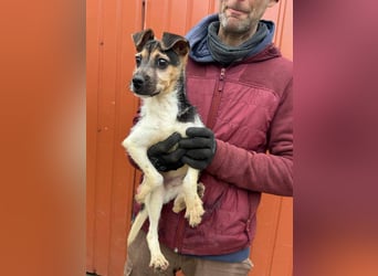 Zümi, geboren 10.12.2024, 29cm sucht ihre Menschen