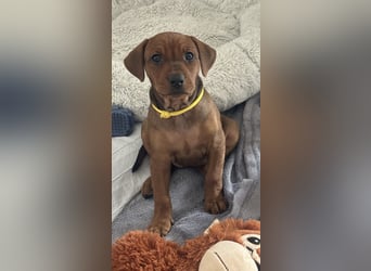 Deutscher Pinscher Welpen aus dem Haus ,,Cava Land" FCI Zucht