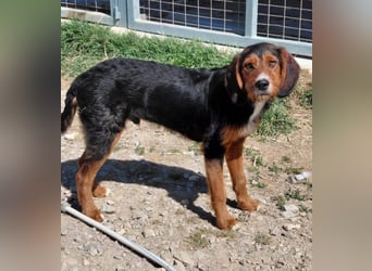 Sarantis - wie es sich für ein Hundekind gehört, ist er freundlich, neugierig und verspielt