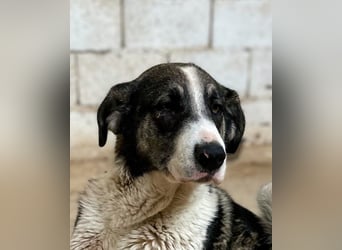 Lola - möchte endlich vertrauen
