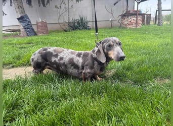 Mazli, geboren 01.10.2022, 22cm sucht seine Menschen