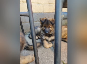Typvolle Altdeutsche Schäferhund Welpen