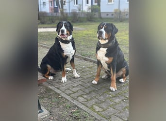 Große Schweizer Sennenhund Welpen