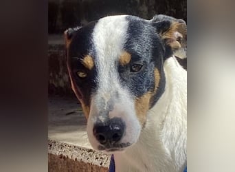 Alvin, neugierig, verspielt und menschenbezogen