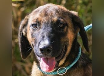 Piston, Mix Labrador / Schäferhund, lieb und sozial