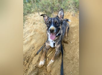 Dietrich sucht ein neues Zuhause !Kein Anfängerhund!