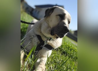 Riesen"Baby"Kangal♥Ares♥ 99718 Greussen