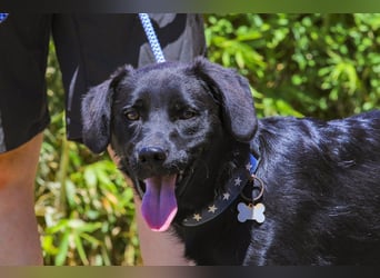 Champ, Labrador-Mix, lieb und sozial