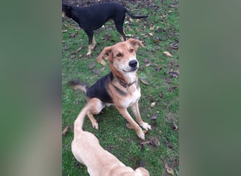 Dringend Pflegestelle oder neues Zuhause für Lemmy gesucht! (38820 Halberstadt)