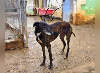Hamu, RESERVIERT Galgo Rüde mit ruhigem zugewandten Gemüt