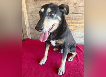 JANOSCH - traurige Geschichte - 13 Jahre, 45cm/15kg - Mischling
