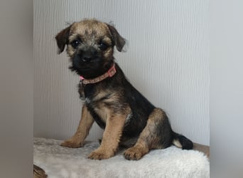 1 süße Border Terrier Hündin sucht ein liebevolles Zuhause