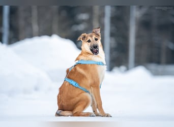 Freundlicher Tosha sucht seine warmes Körbchen