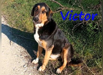 Victor geb. 07/2023 (GRC Pflegestelle) - wunderschöner und menschenbezogener Junghund!