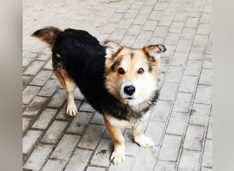 Malik, Dackel/ Schäferhundmischling, geb. 2020, kl. Schäfimix sucht Haus und Hof zum Bewachen