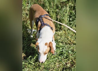 Settimo: wer will mein Freund sein?