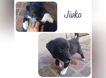Jivko