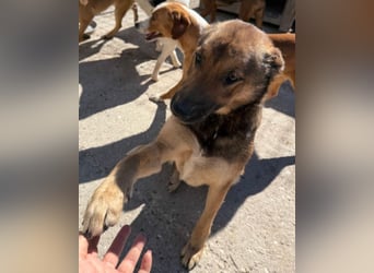 CHIARA❤️charmant, sozial, offenherzig und sucht dringend ihr Für-Immer-Nest