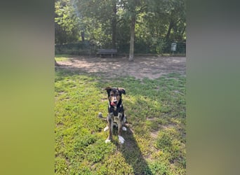 Finn,geb01/25,sozialer Hundebub sucht seine Familie,befindet sich bereits auf PS in 40723 Hilden