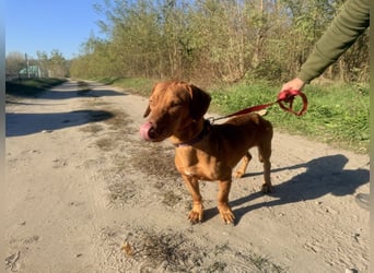 Das ist unser Bürök, ein Vizsla mit kurzen Beinen