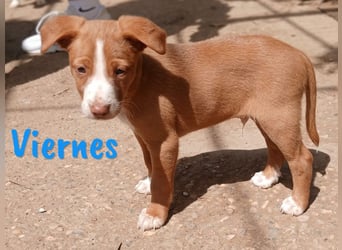 Viernes 01/2025 (ESP) - sozialer und verspielter Podenco Bub!