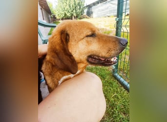 ❤️ wundervoller Familienhund ZUCO - 7 Jahre, 50cm - Mischling