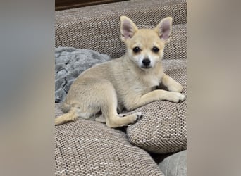 Foxi, reserviert entzückende kleine Chihuahua Lady