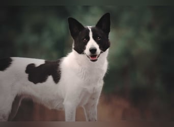 Canaan Dog-Welpen (Kanaan-Hund)