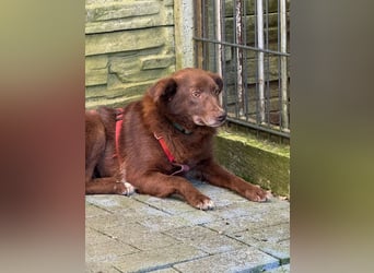 ♥JENNY♥ auf Pflegestelle bei Duisburg - süße, ganz liebe, noch etwas unsichere Hündin 46 cm