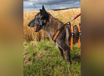 Nelson ein toller Hollandse Herder Mix