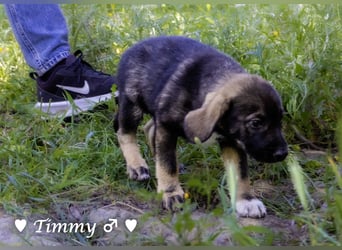 Timmy und Isabel suchen ein Zuhause