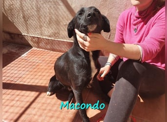 Macondo 04/2020 (in Deutschland) - treuer und liebevoller Labrador-Mix!