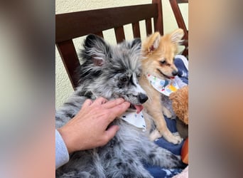 Lio – kleiner Spitz mit großem Herzen sucht ein liebevolles Zuhause