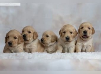 Liebenswerte Golden Retriever Hündin *Welpe* sucht noch eine liebevolle Familie