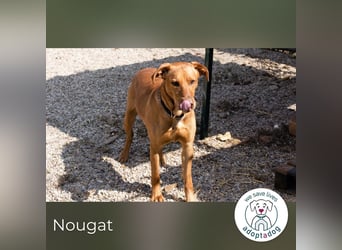 Nougat – Sucht Menschen mit Hundeverstand