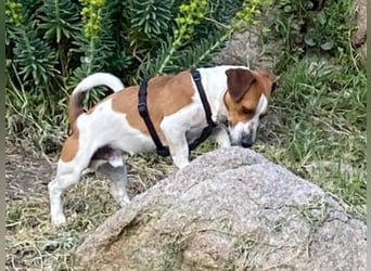 Rocco anhänglicher kleiner Rüde sucht neues Zuhause
