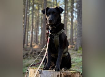 Junghündin Lexi ist auf der Suche nach ihrem Perfect Match