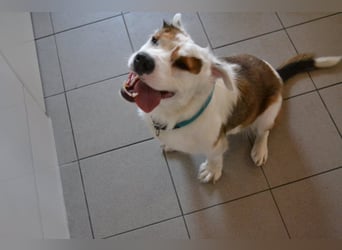 Kaninchen - Australien Shepherd Mix