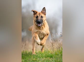 Wollen Sie Pumba kennenlernen?