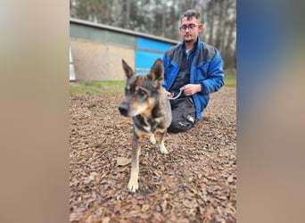 Lacika, 4 Jahre jung, 45 cm, sucht sein Zuhause
