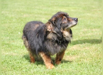 FRODO sucht ein Zuhause